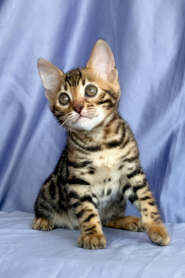 Fortuna | Bengal Kitten