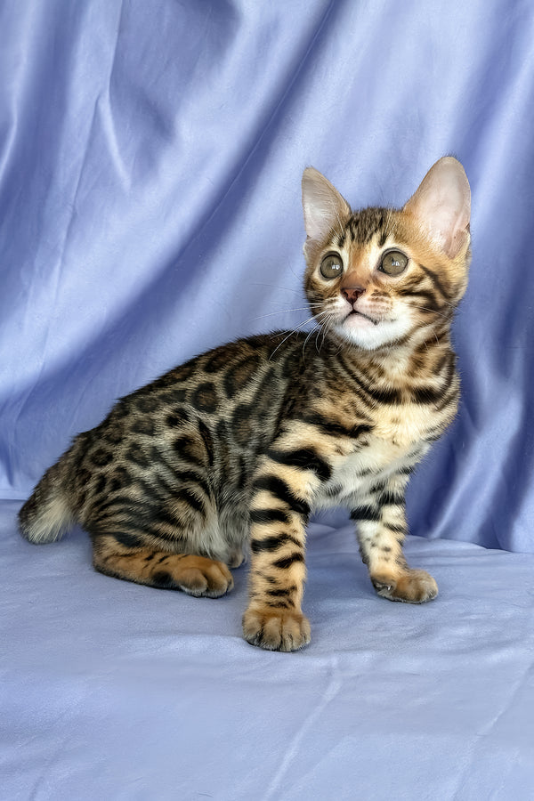 Fortuna | Bengal Kitten