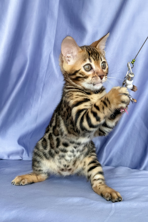 Fortuna | Bengal Kitten