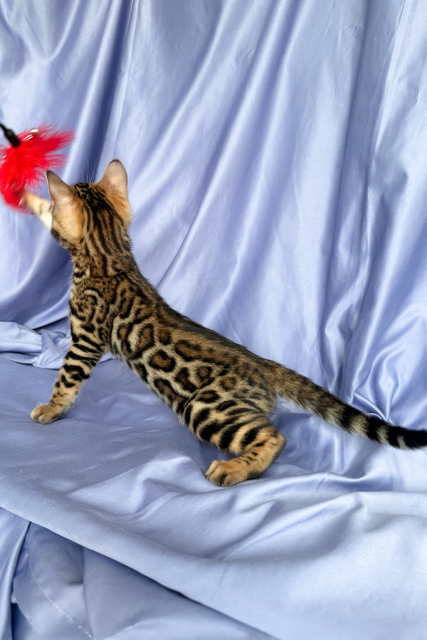 Fortuna | Bengal Kitten