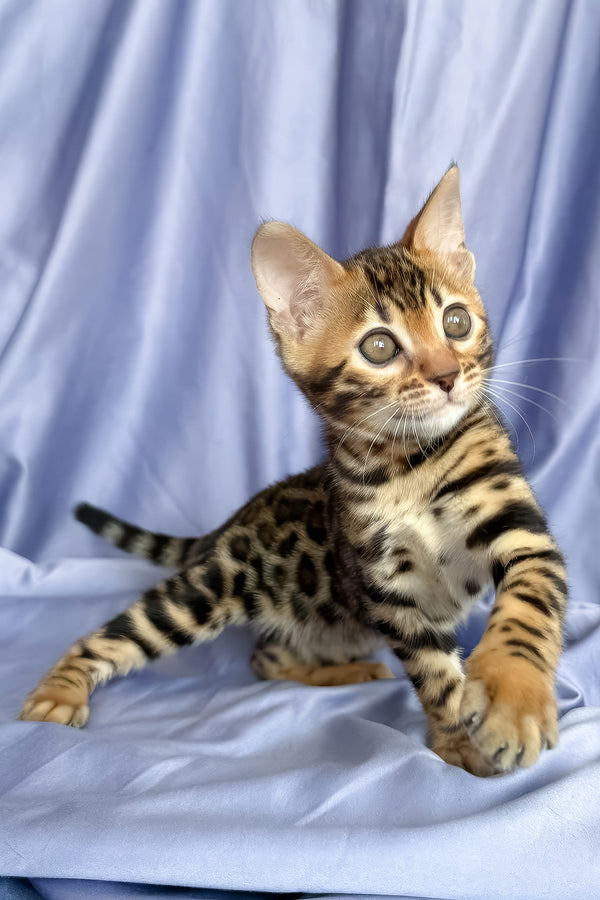 Fortuna | Bengal Kitten
