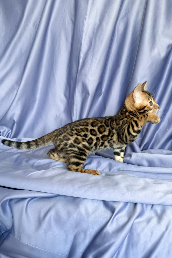 Fortuna | Bengal Kitten