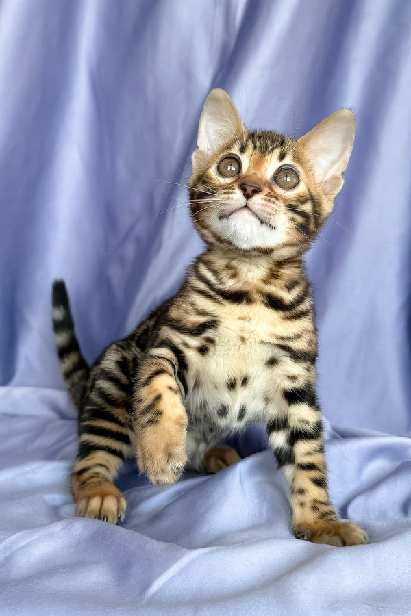 Fortuna | Bengal Kitten