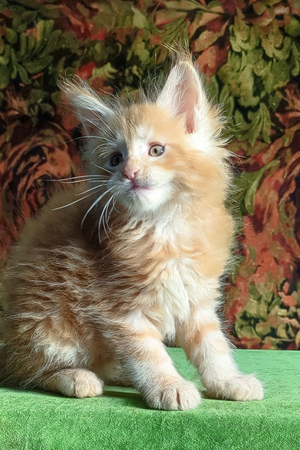 Fortune | Maine Coon Kitten