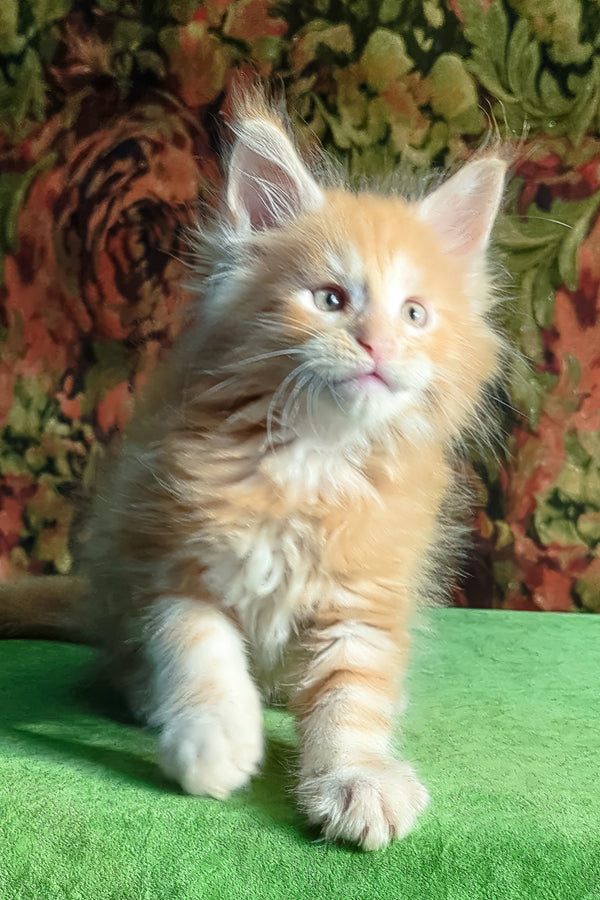 Fortune | Maine Coon Kitten