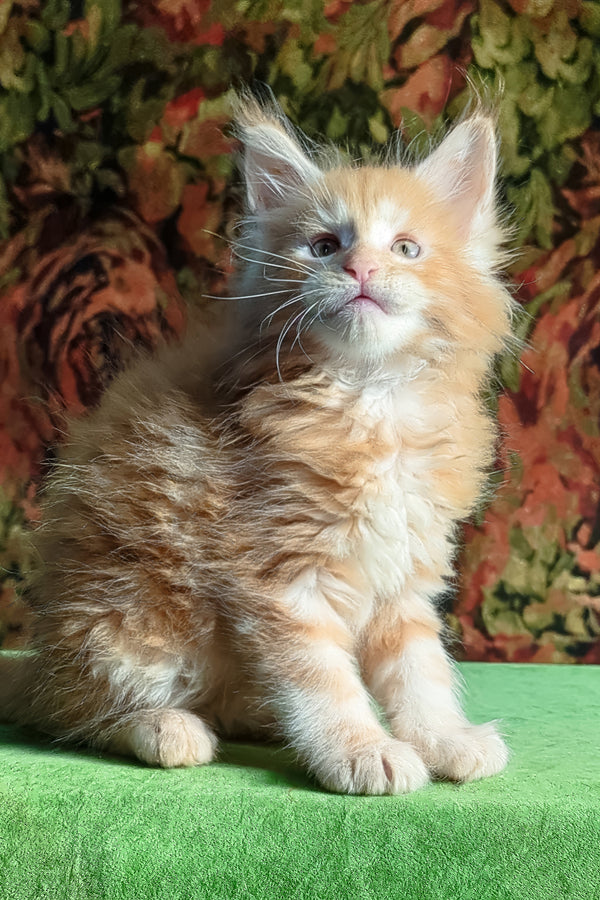 Fortune | Maine Coon Kitten