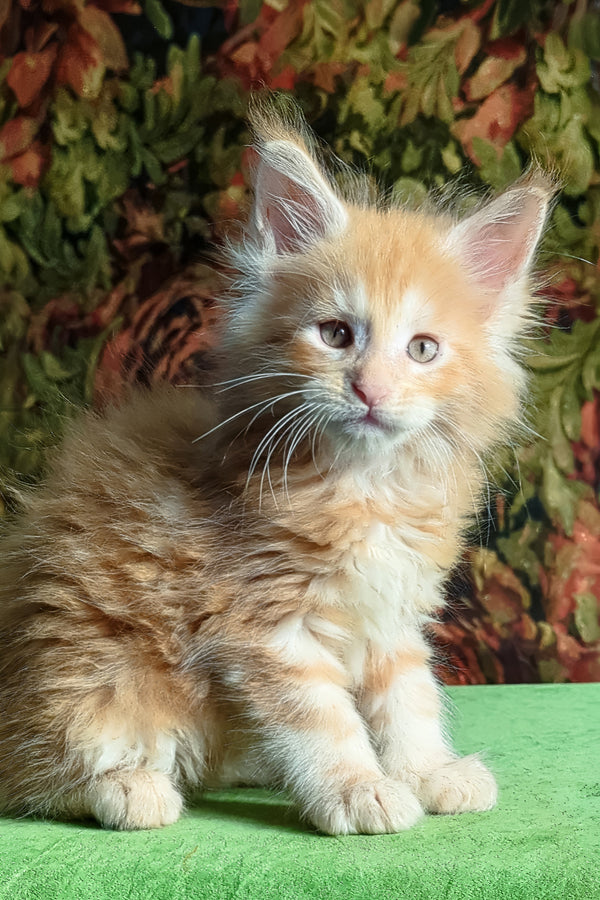 Fortune | Maine Coon Kitten