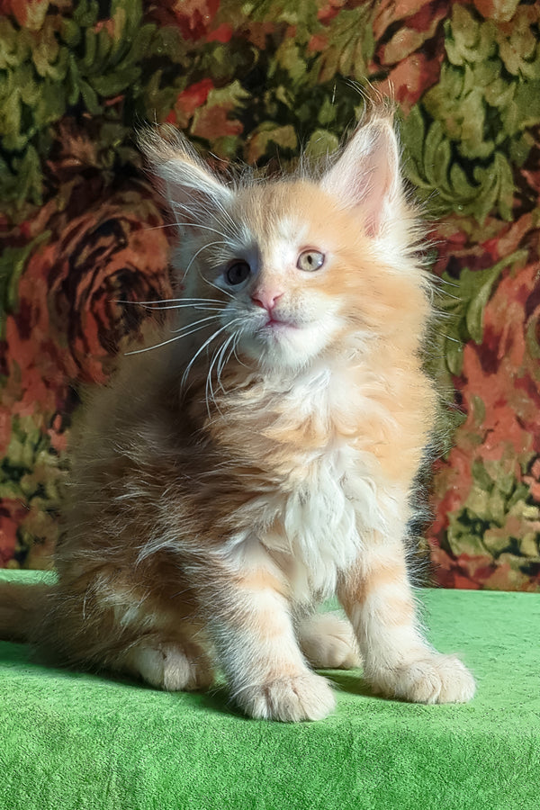 Fortune | Maine Coon Kitten