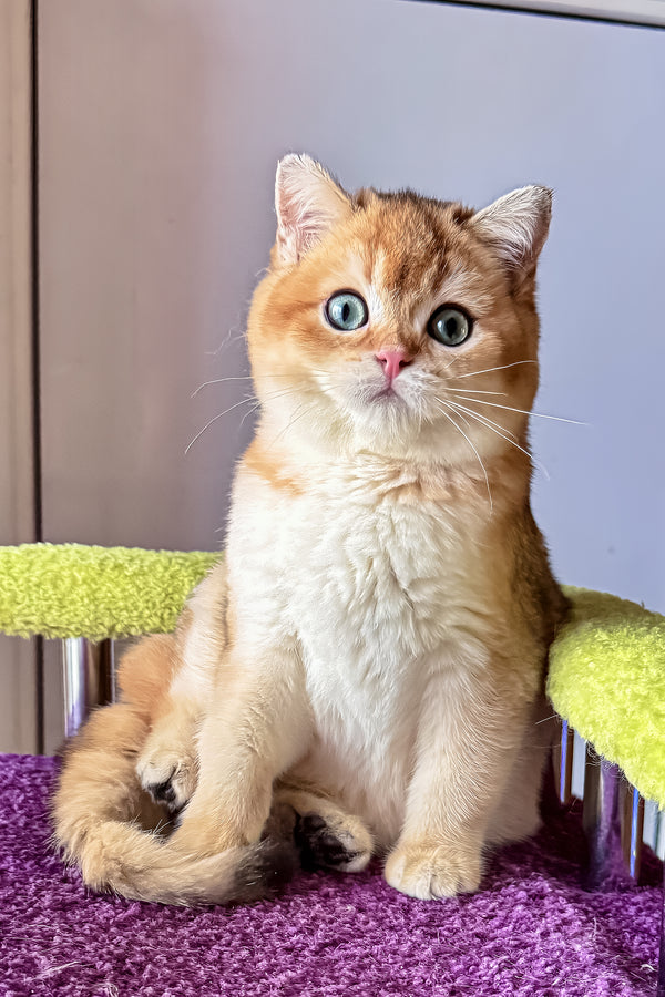 A fluffy golden orange and white scottish straight kitten with striking blue eyes sitting on a purple surface health guarantee