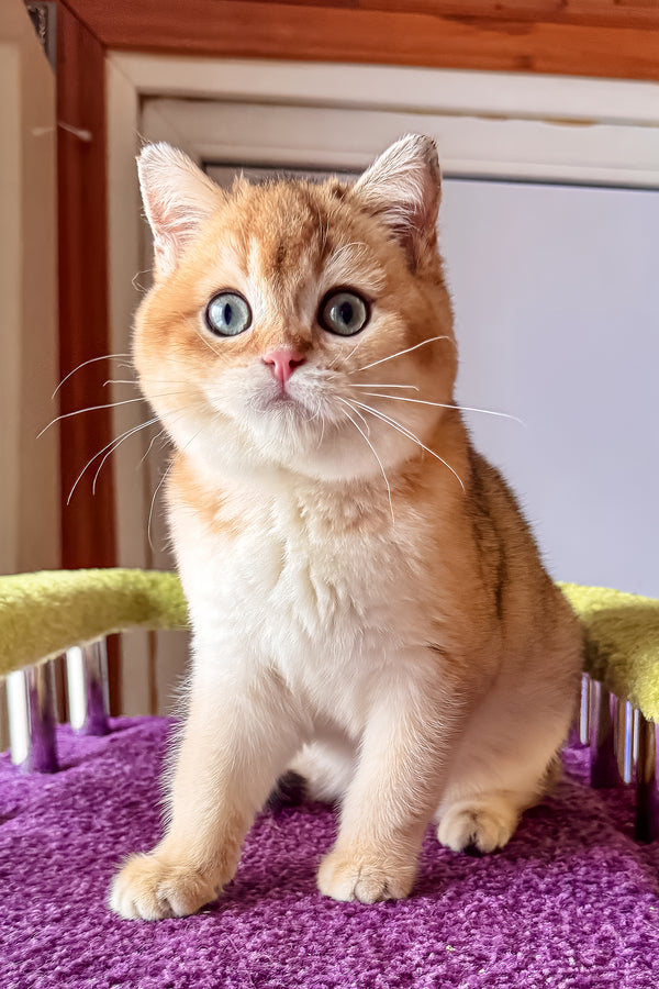 A fluffy orange and white scottish straight kitten with blue eyes sits on a purple textured surface with health guarantee