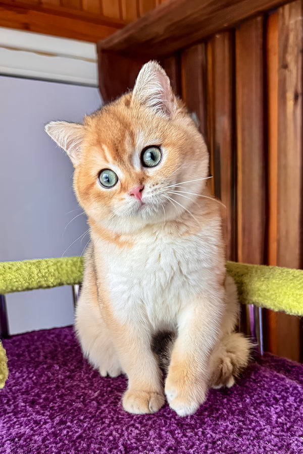 A fluffy orange and white scottish straight kitten with striking green eyes sits on a purple textured surface health guarantee