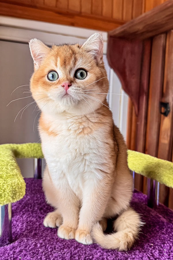 A fluffy ginger and white scottish straight kitten with striking blue eyes sits on a purple carpeted perch with health guarantee