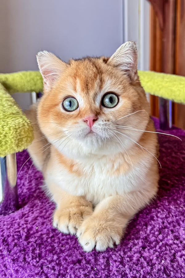 A fluffy orange and white scottish straight kitten with blue eyes lounges on a plush purple carpet with health guarantee