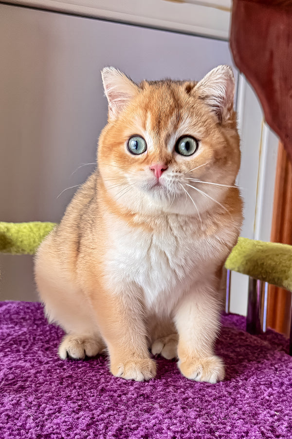 A fluffy golden-orange scottish straight kitten with striking green eyes sits on a purple textured surface with health guarantee