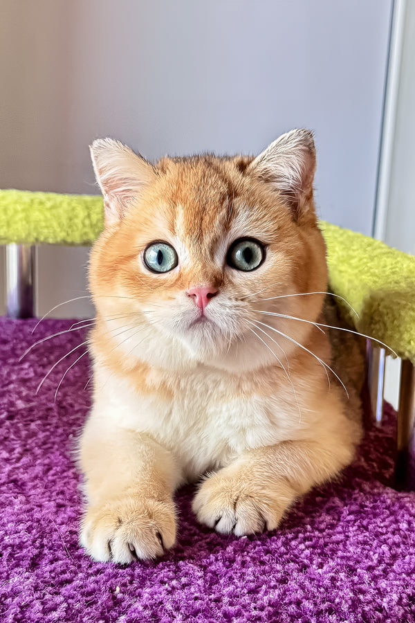 A fluffy ginger scottish straight kitten with blue eyes and white chest resting on a purple carpet with health guarantee