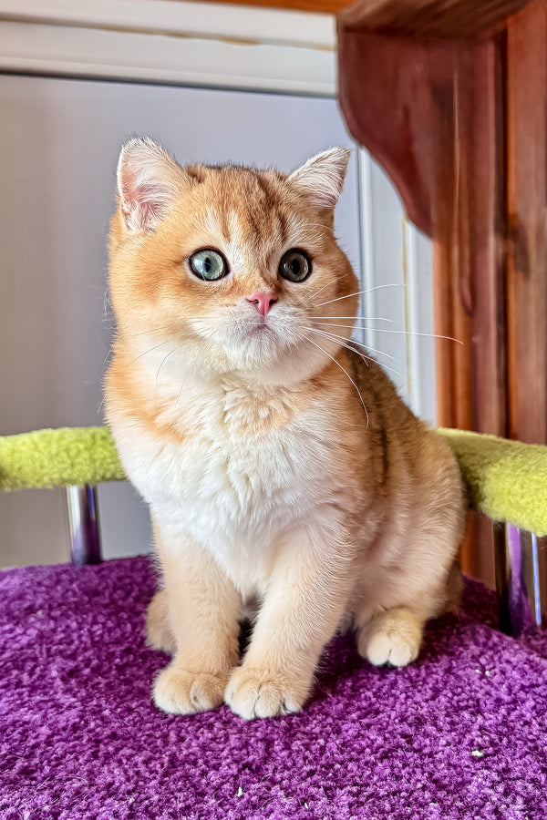 A fluffy ginger and white scottish straight kitten with green eyes sits on a purple surface health guarantee included