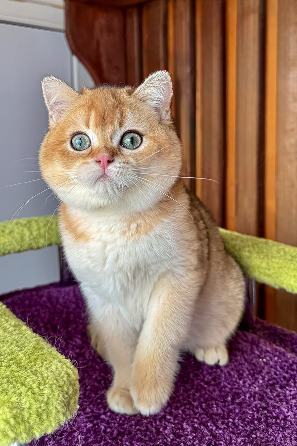 A fluffy black golden shaded scottish straight kitten with green eyes sitting on a plush purple surface with health guarantee