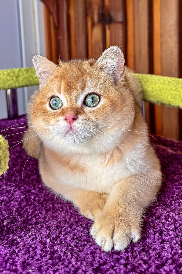 A fluffy black golden shaded scottish straight kitten with green eyes lounging on a plush purple carpet with health guarantee