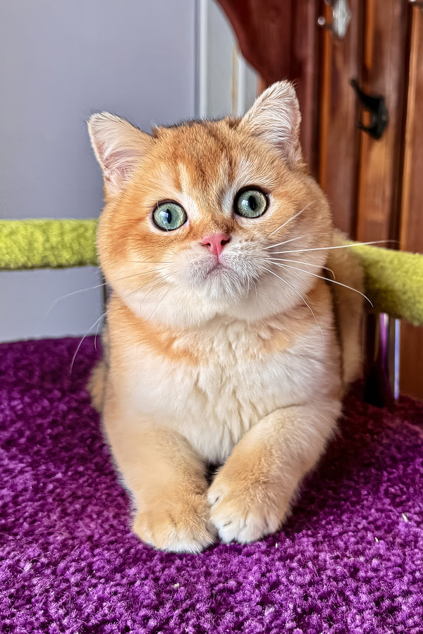 A fluffy orange and cream scottish straight kitten with green eyes sits on a plush purple rug health guarantee included