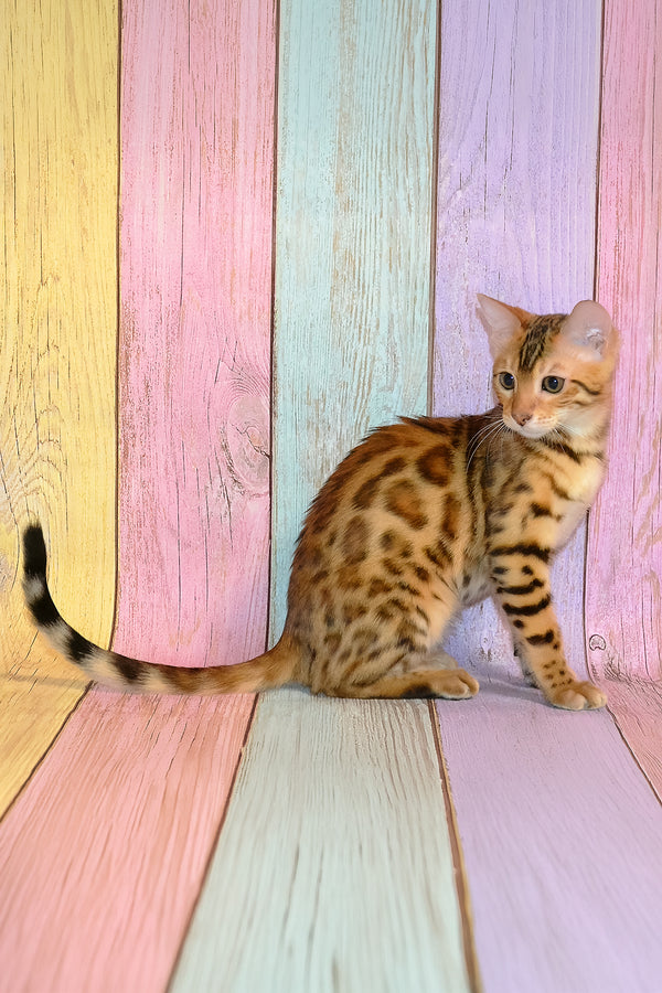 Francesca | Bengal Kitten