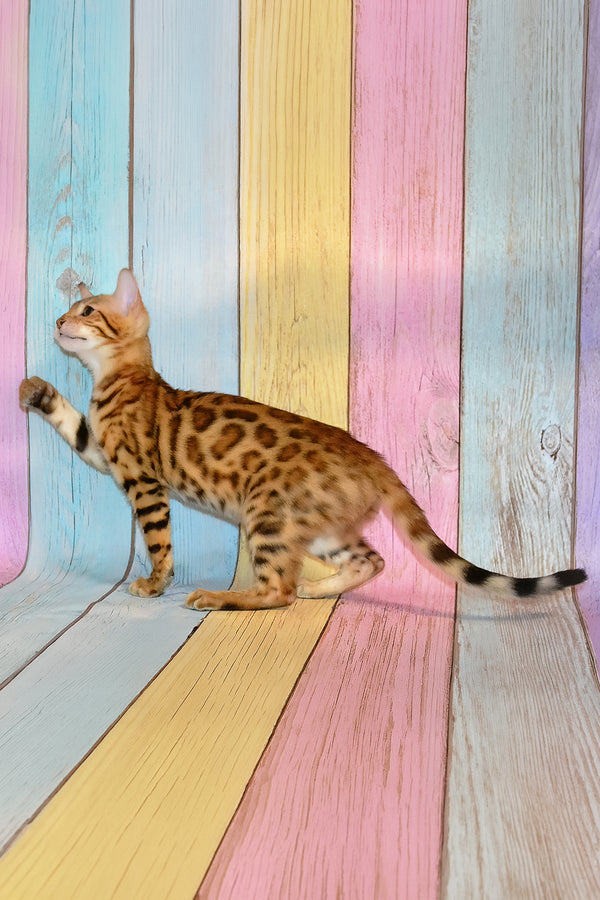 Francesca | Bengal Kitten