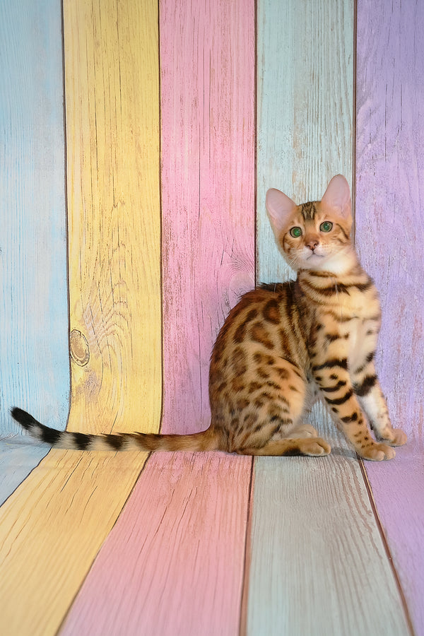 Francesca | Bengal Kitten