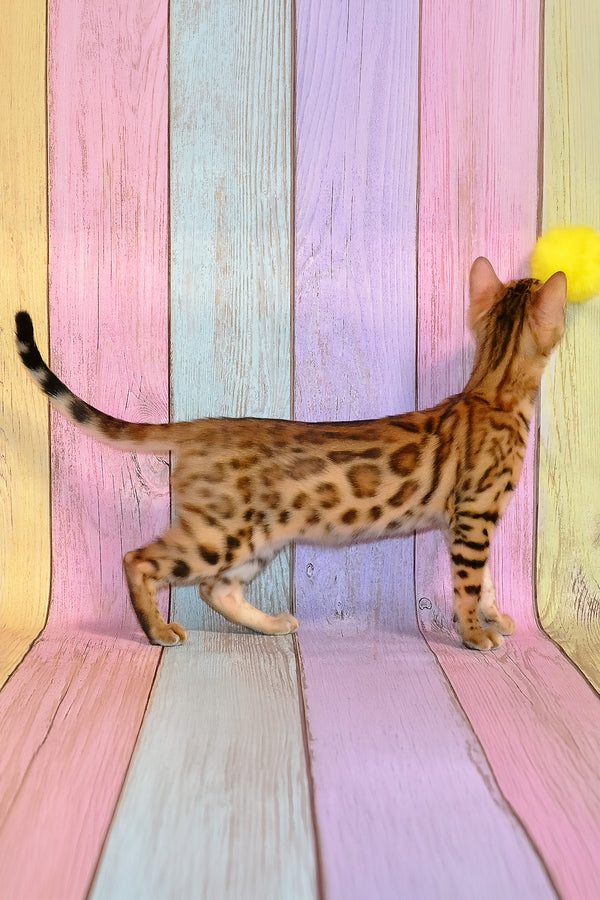 Francesca | Bengal Kitten