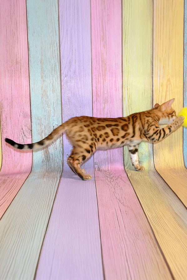Francesca | Bengal Kitten