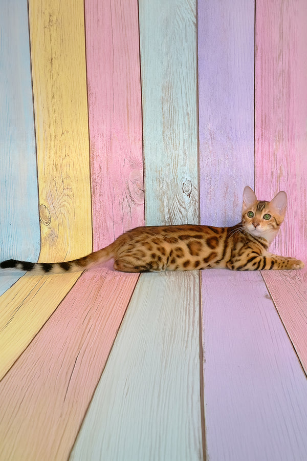 Francesca | Bengal Kitten