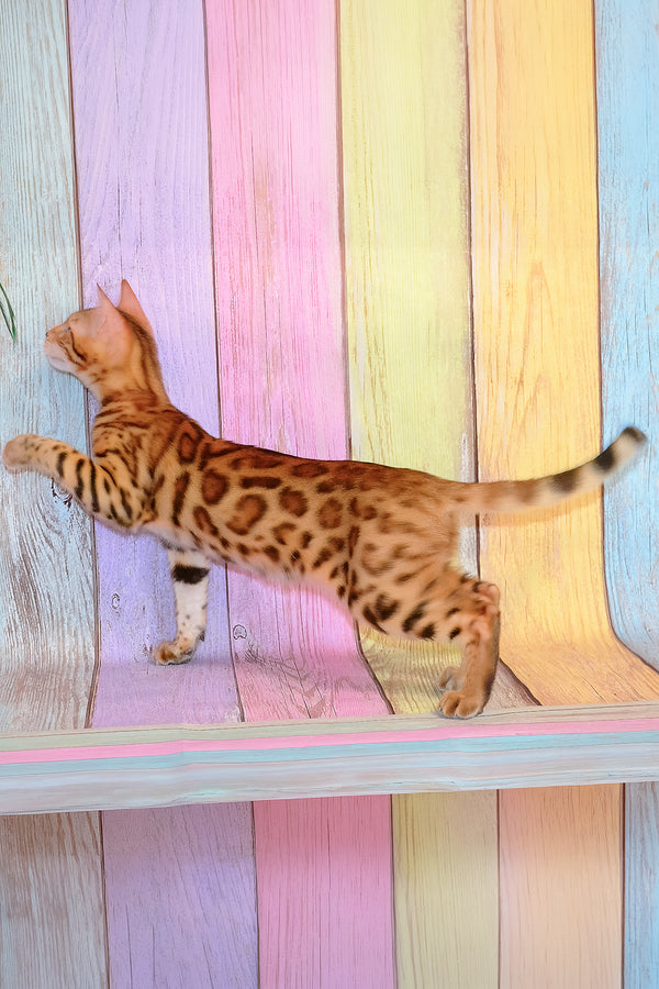 Francesca | Bengal Kitten