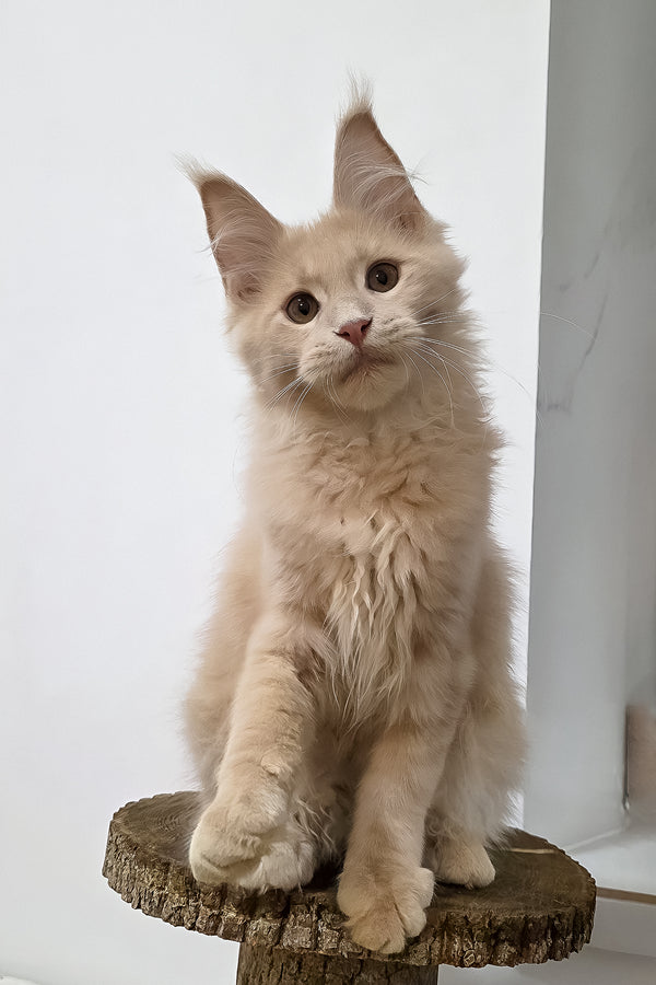 Fred | Maine Coon Kitten