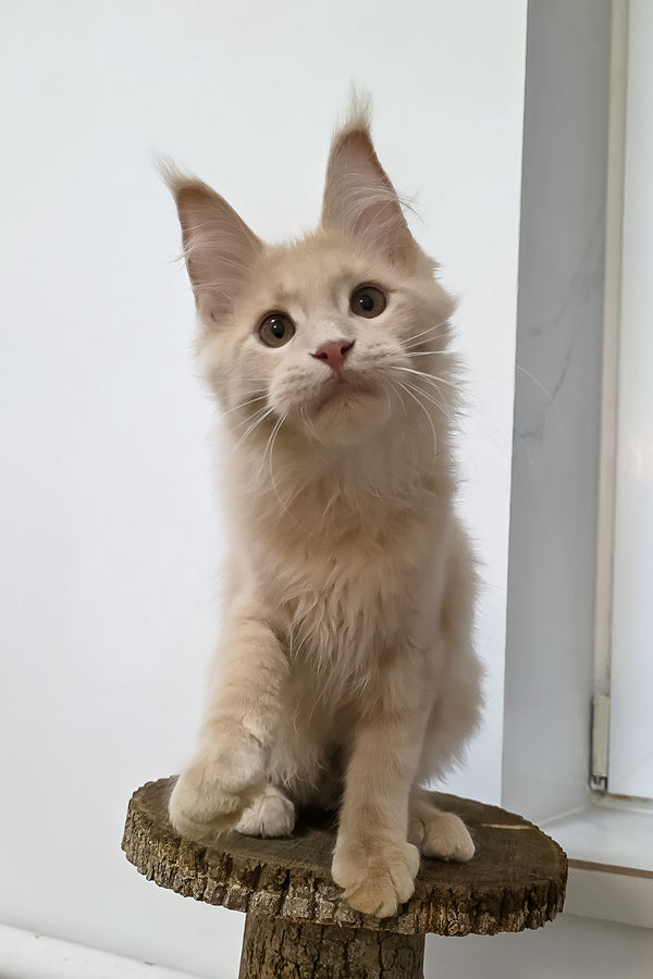 Fred | Maine Coon Kitten