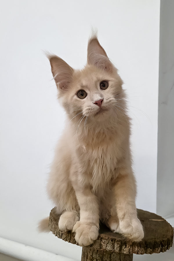 Fred | Maine Coon Kitten
