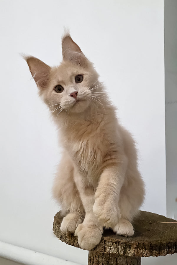 Fred | Maine Coon Kitten
