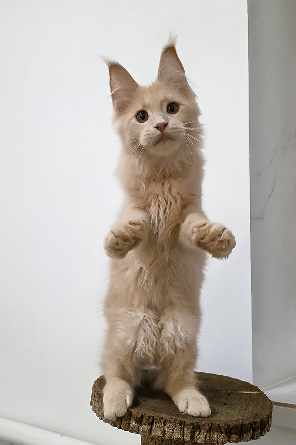 Fred | Maine Coon Kitten