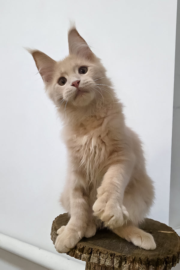 Fred | Maine Coon Kitten