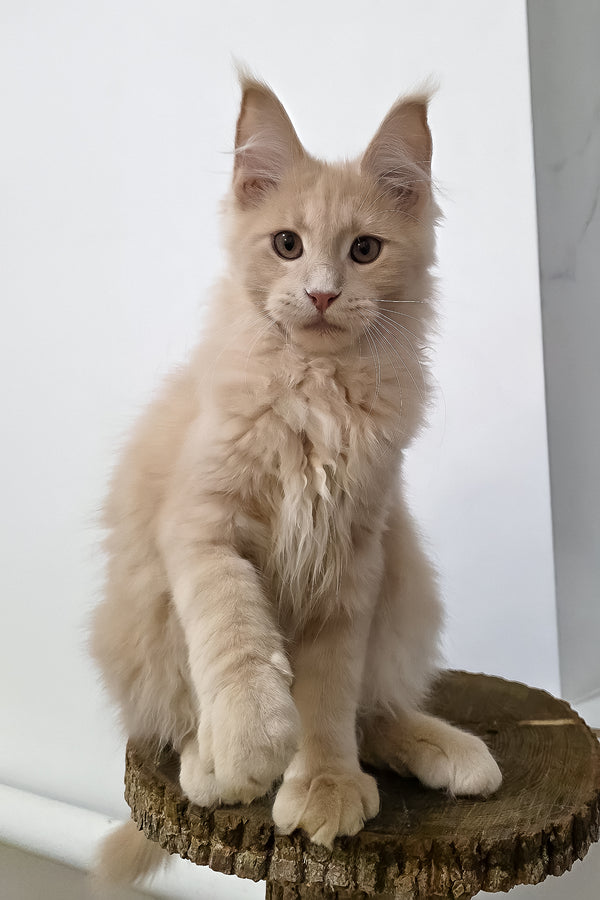 Fred | Maine Coon Kitten