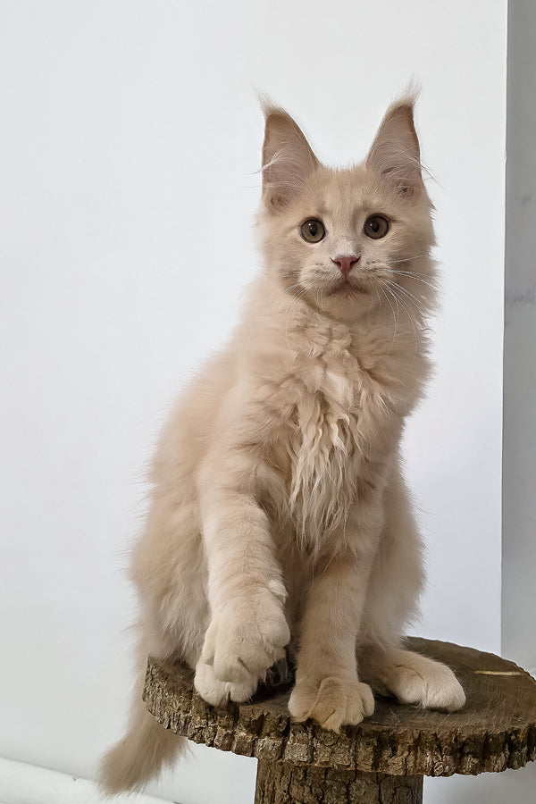 Fred | Maine Coon Kitten