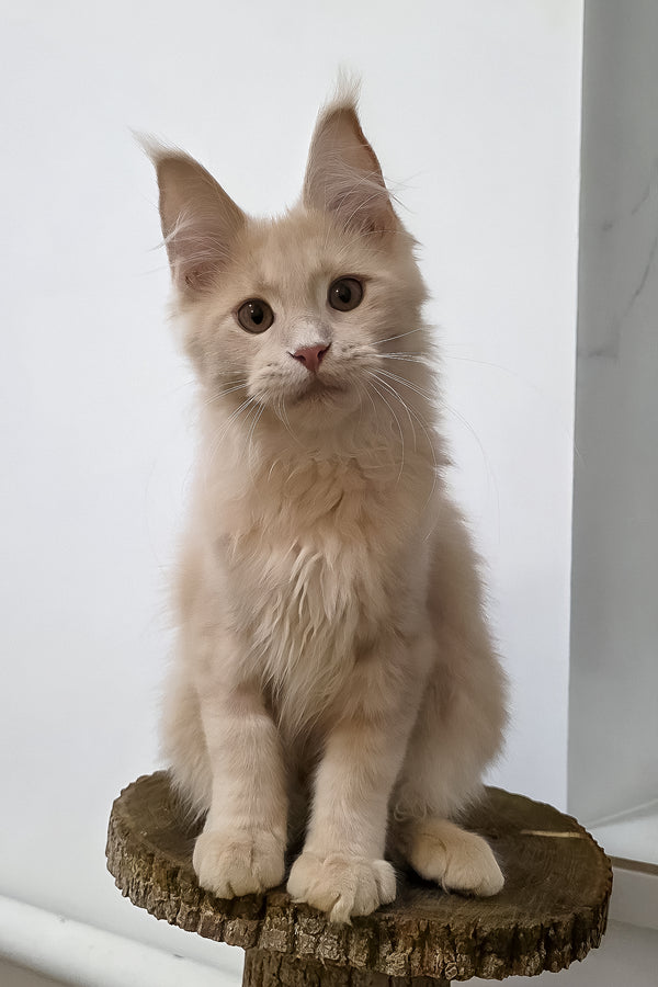 Fred | Maine Coon Kitten