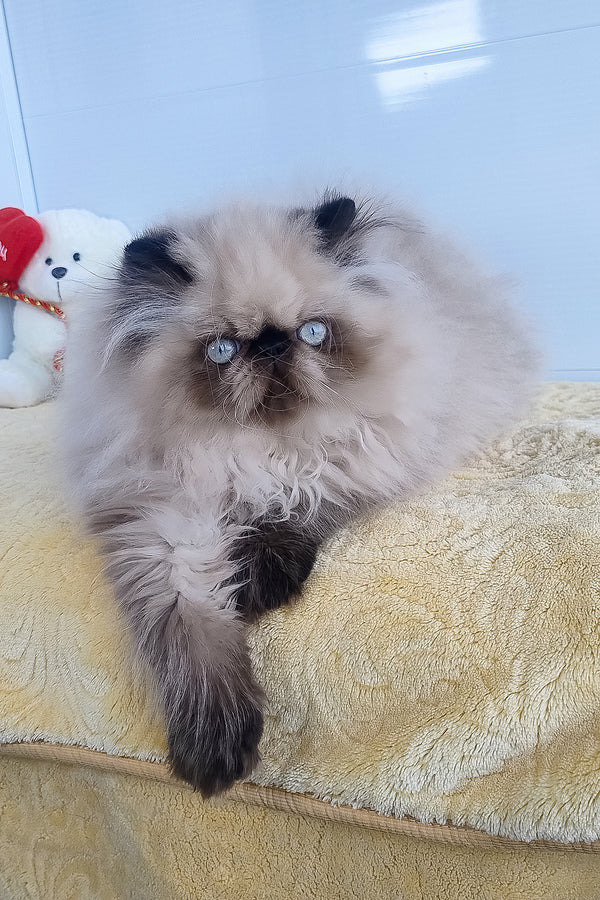 Freddie | Persian Kitten