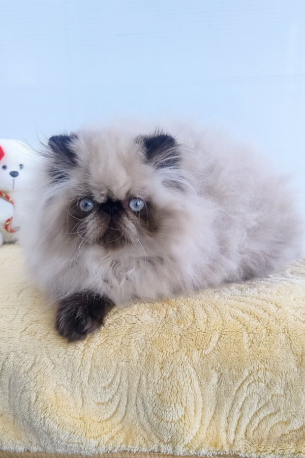 Freddie | Persian Kitten