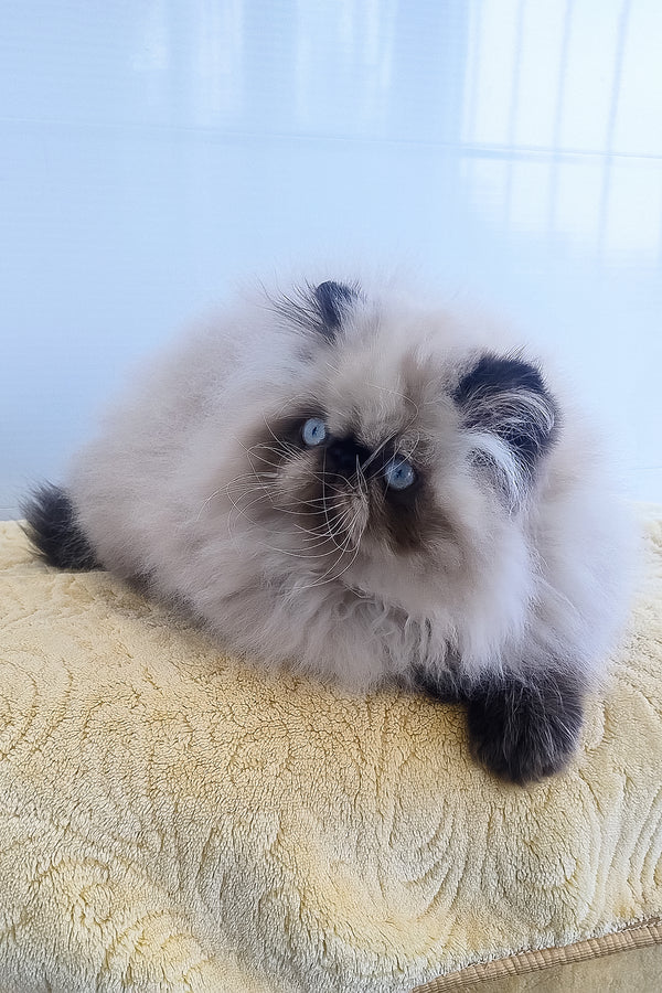 Freddie | Persian Kitten