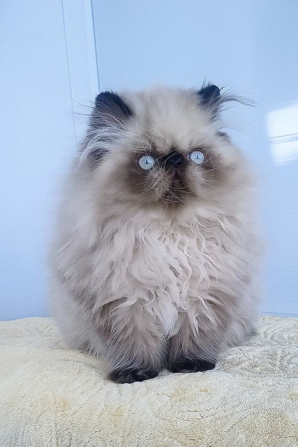 Freddie | Persian Kitten