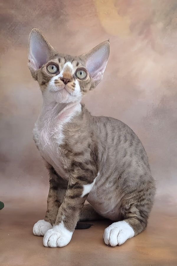 Freddie | Devon Rex Kitten