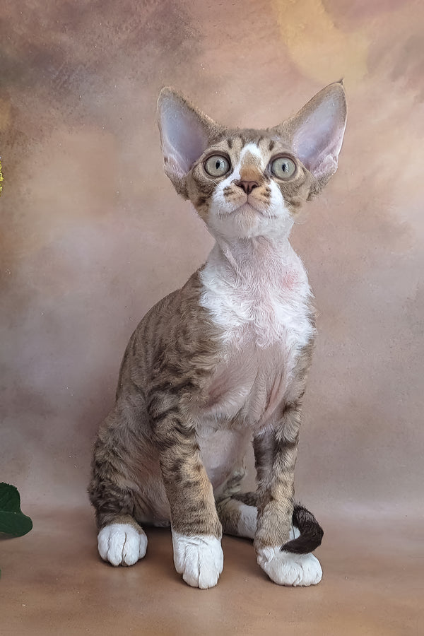 Freddie | Devon Rex Kitten