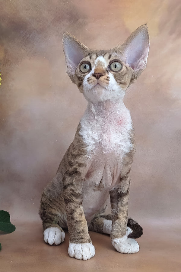 Freddie | Devon Rex Kitten