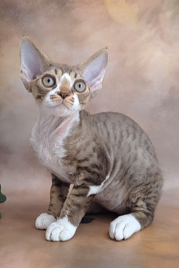 Freddie | Devon Rex Kitten