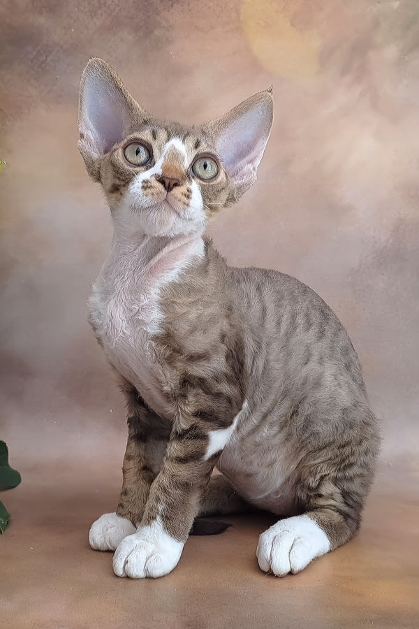 Freddie | Devon Rex Kitten
