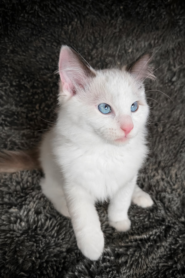 Freida | Cherubim Ragdoll Kitten