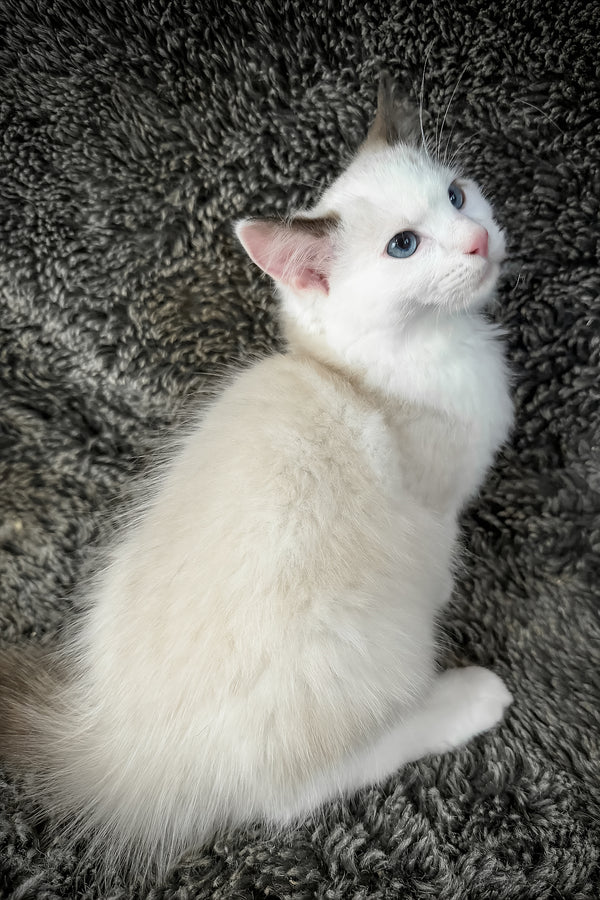 Freida | Cherubim Ragdoll Kitten